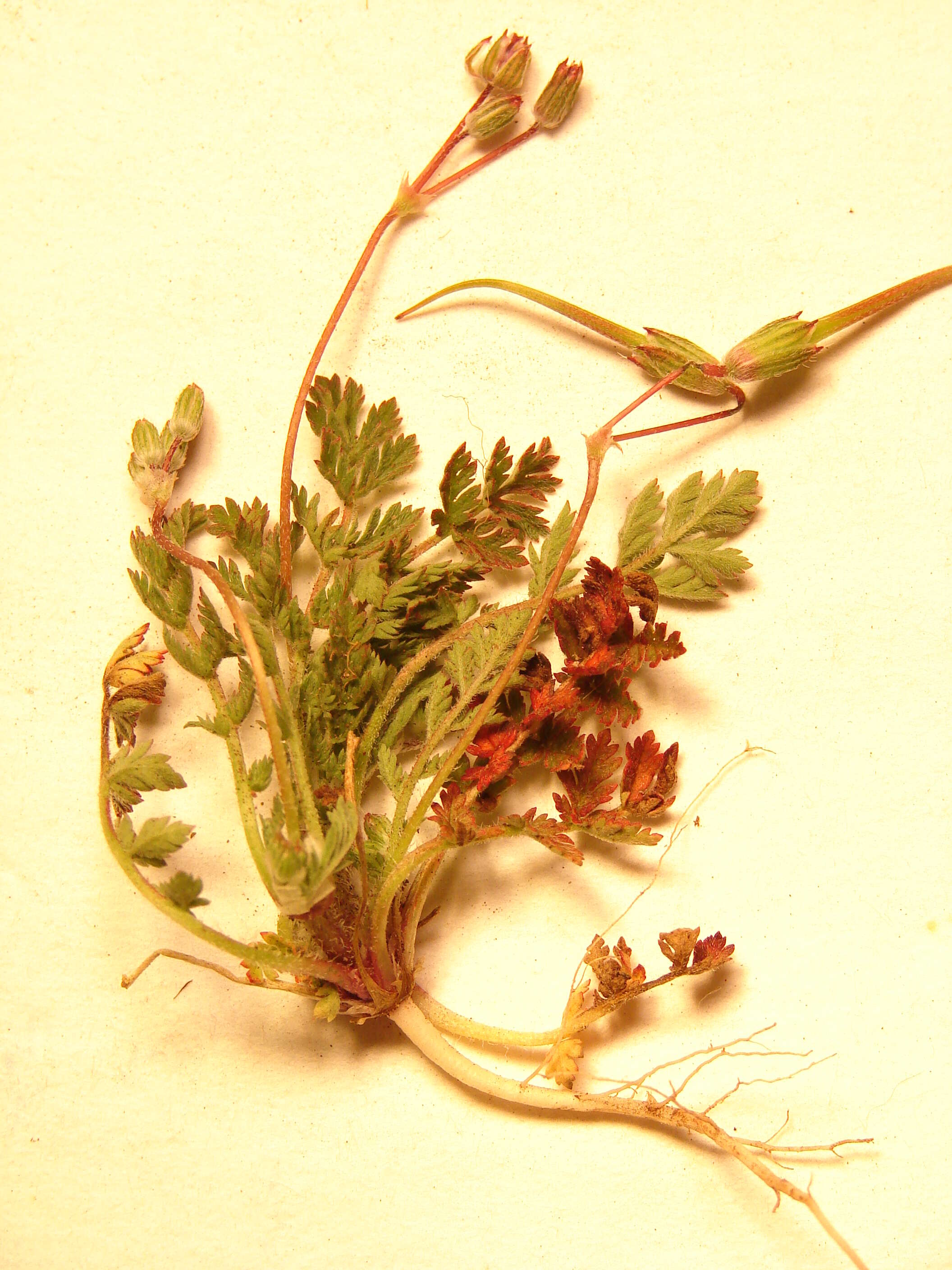 Image of Common Stork's-bill