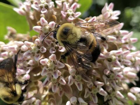 Image of Eastern Carpenter Bee