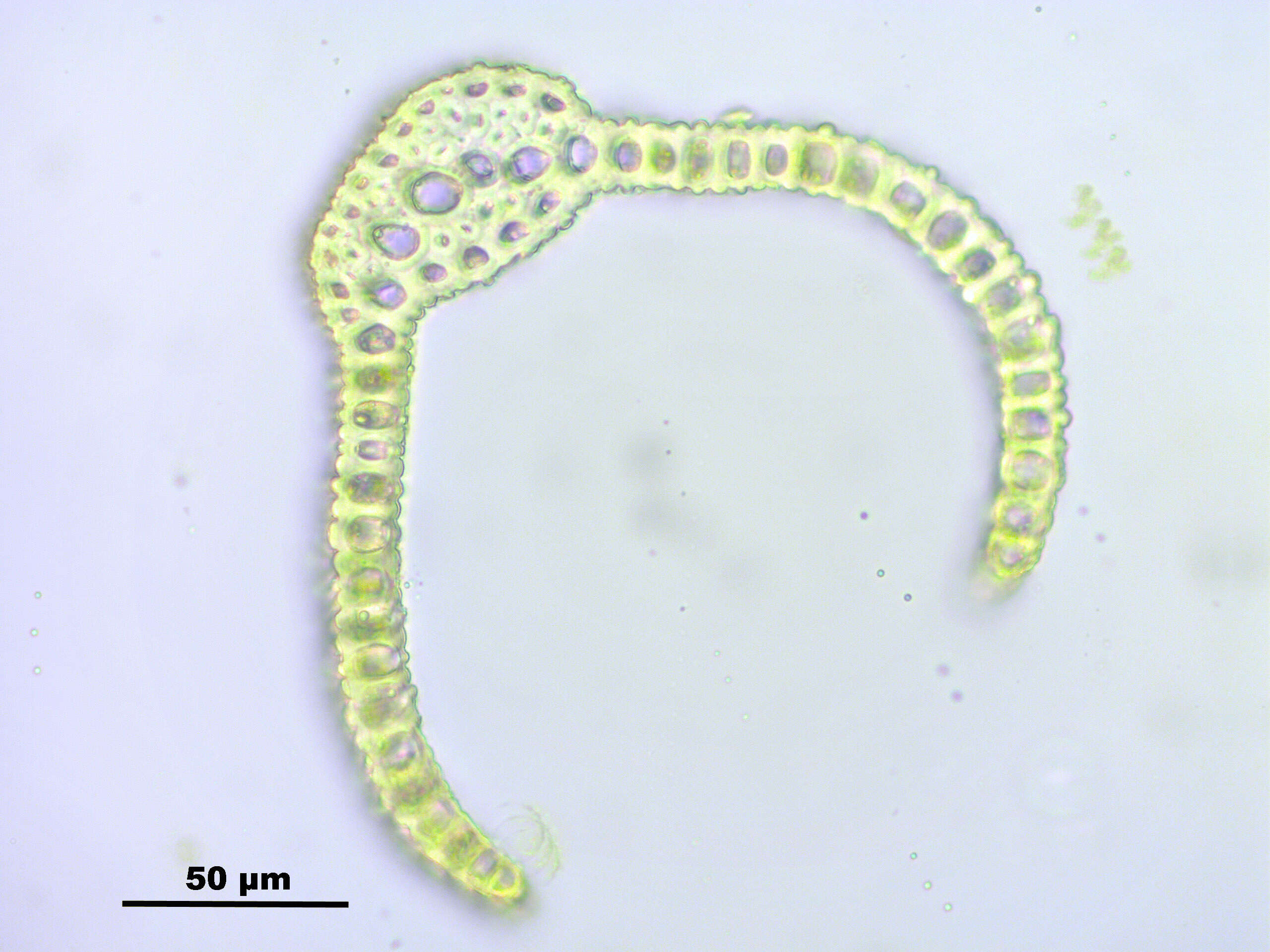 Image de Dicranoweisia crispula Milde 1869