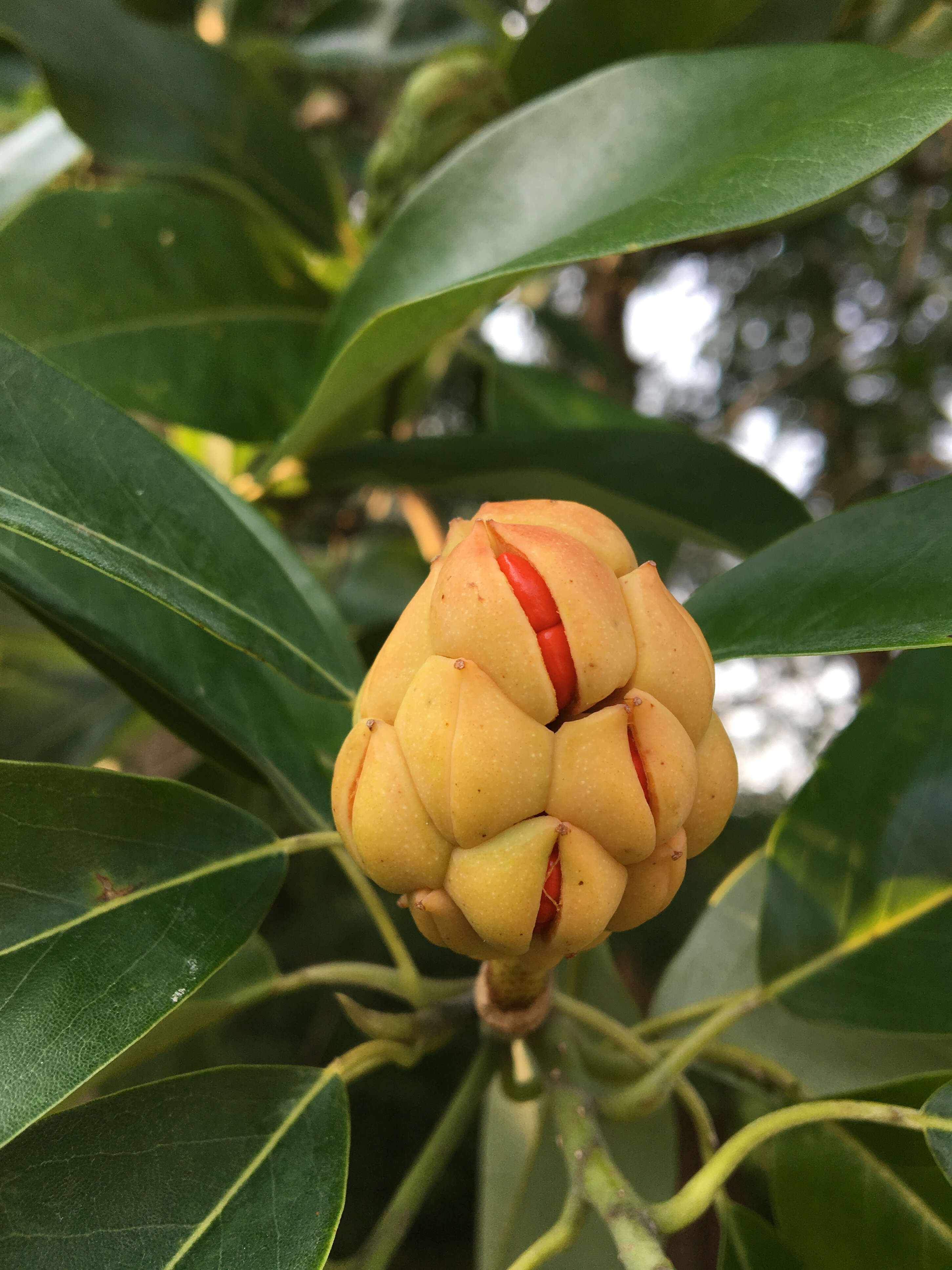 Sivun Magnolia virginiana L. kuva