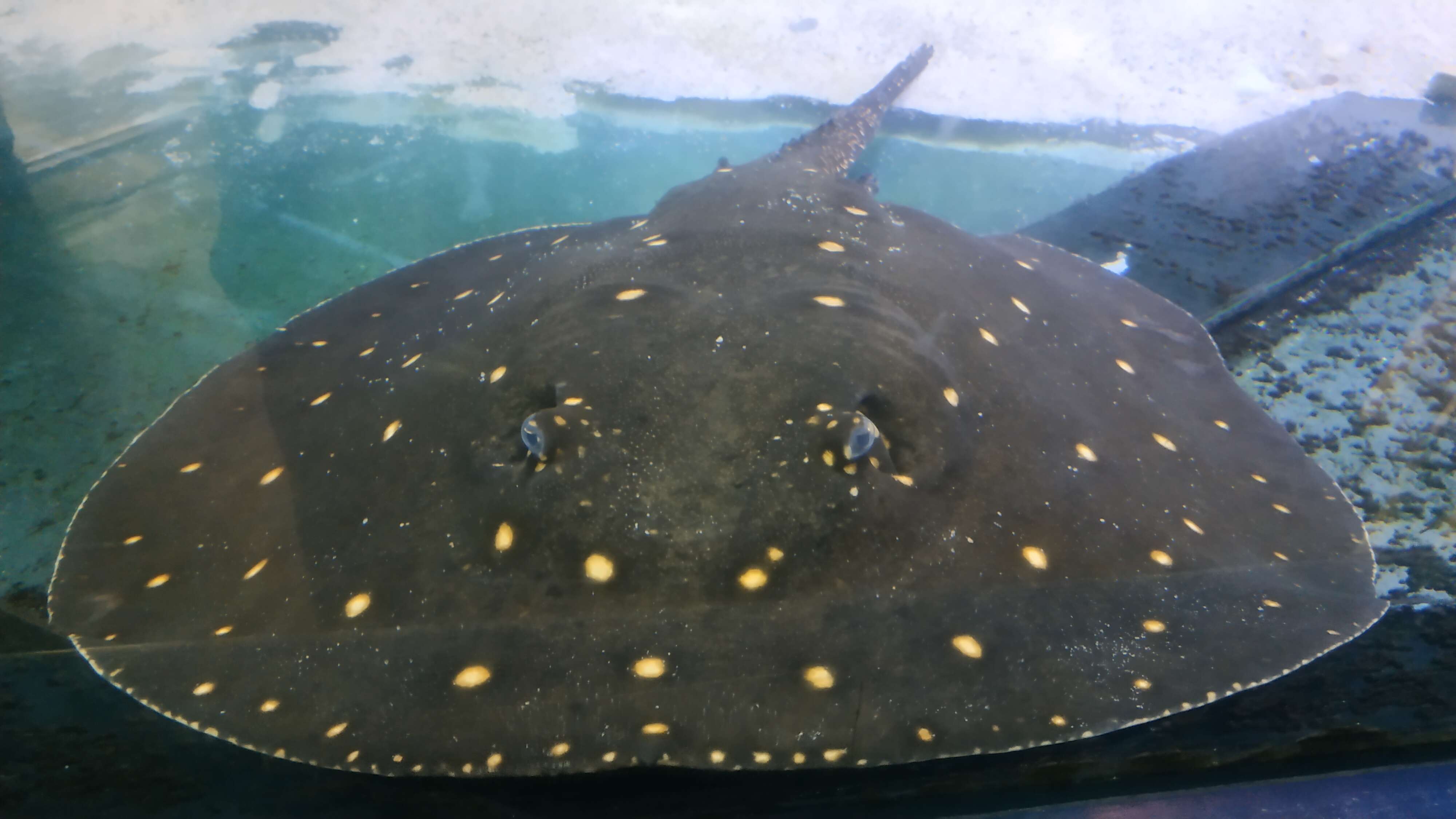 Image of Ocellate River Stingray