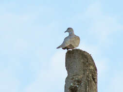 Image of Collared Dove