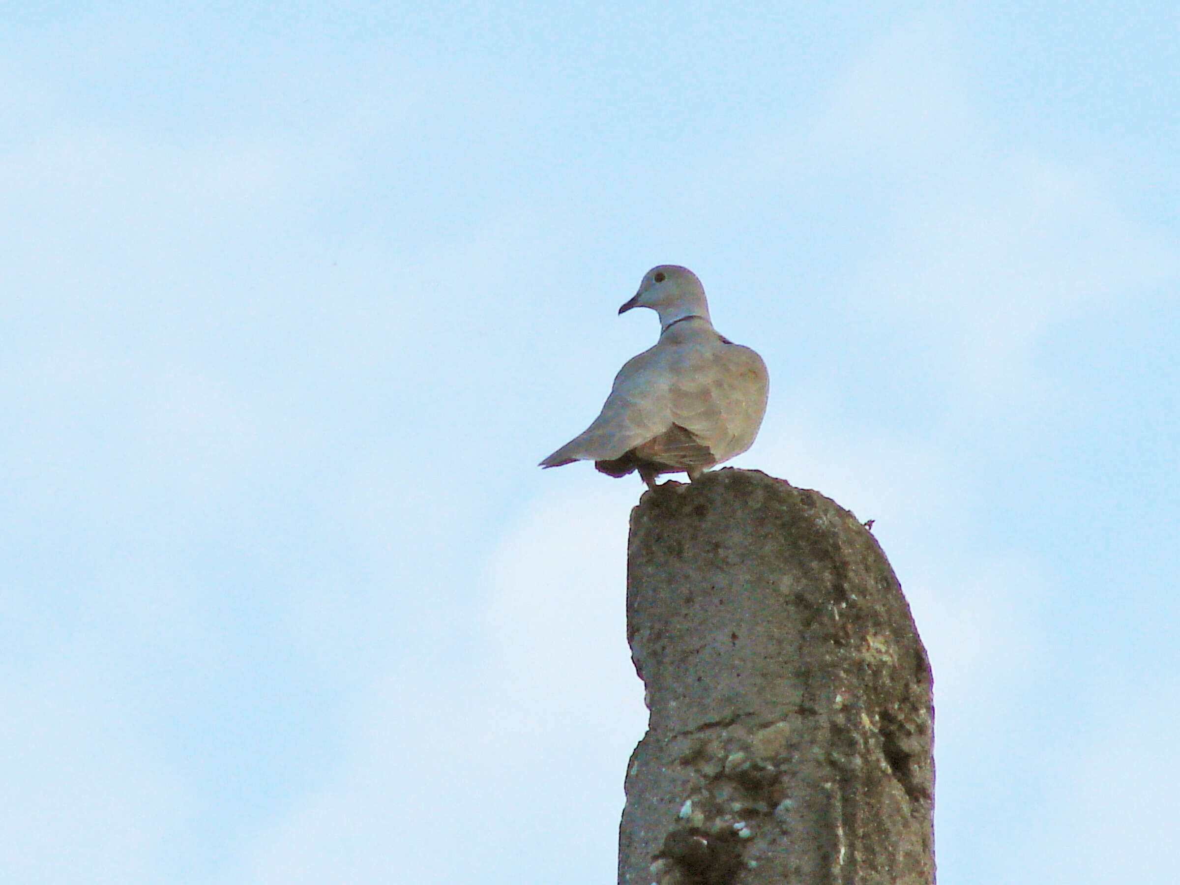 Image of Collared Dove