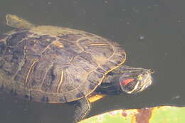 Image of slider turtle, red-eared terrapin, red-eared slider