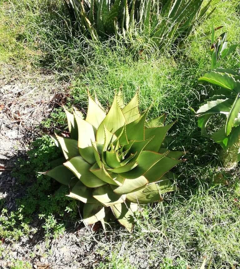 Aloe broomii Schönland resmi