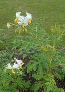 Plancia ëd Solanum sisymbriifolium Lam.