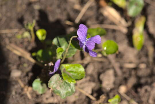 Image of sweet violet