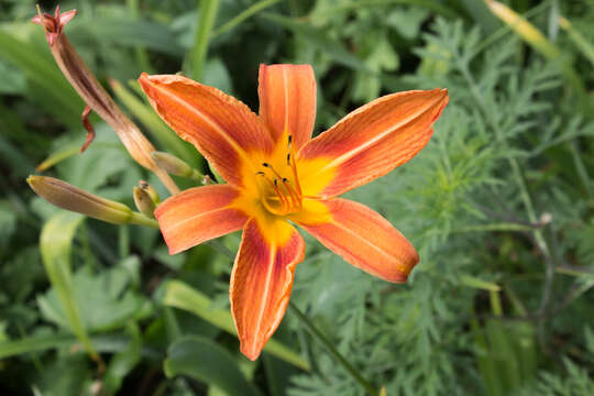 Image of orange daylily