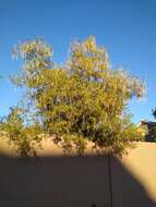 Image of desert willow