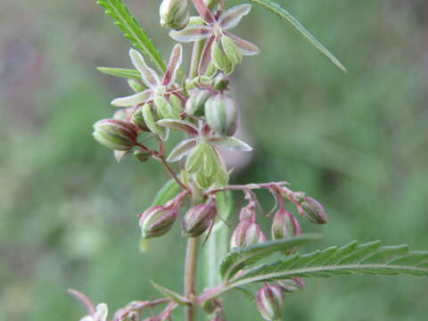 Image of marijuana