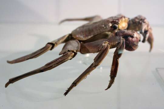 Image of Sally lightfoot crab