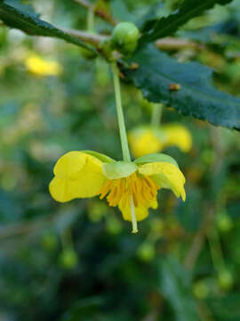 Image of Mickey Mouse plant