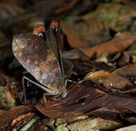 Image of Peacock katydid