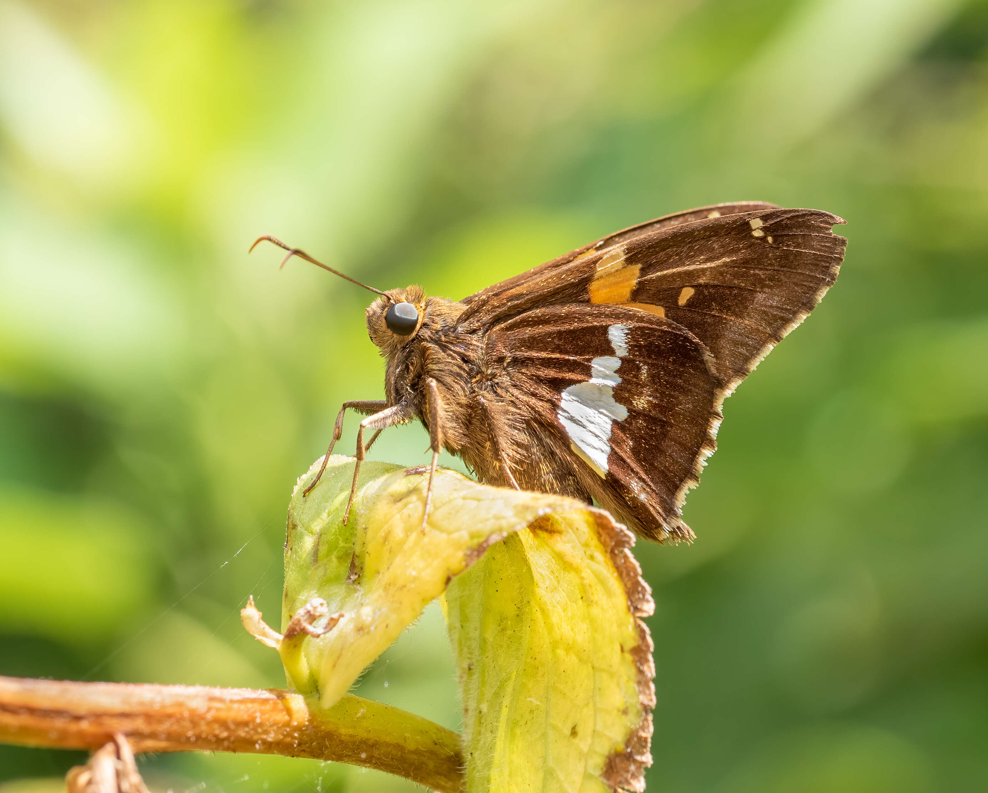 Image of Silver-spotted Skipper