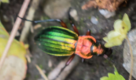 Carabus (Chrysocarabus) auronitens Fabricius 1792 resmi