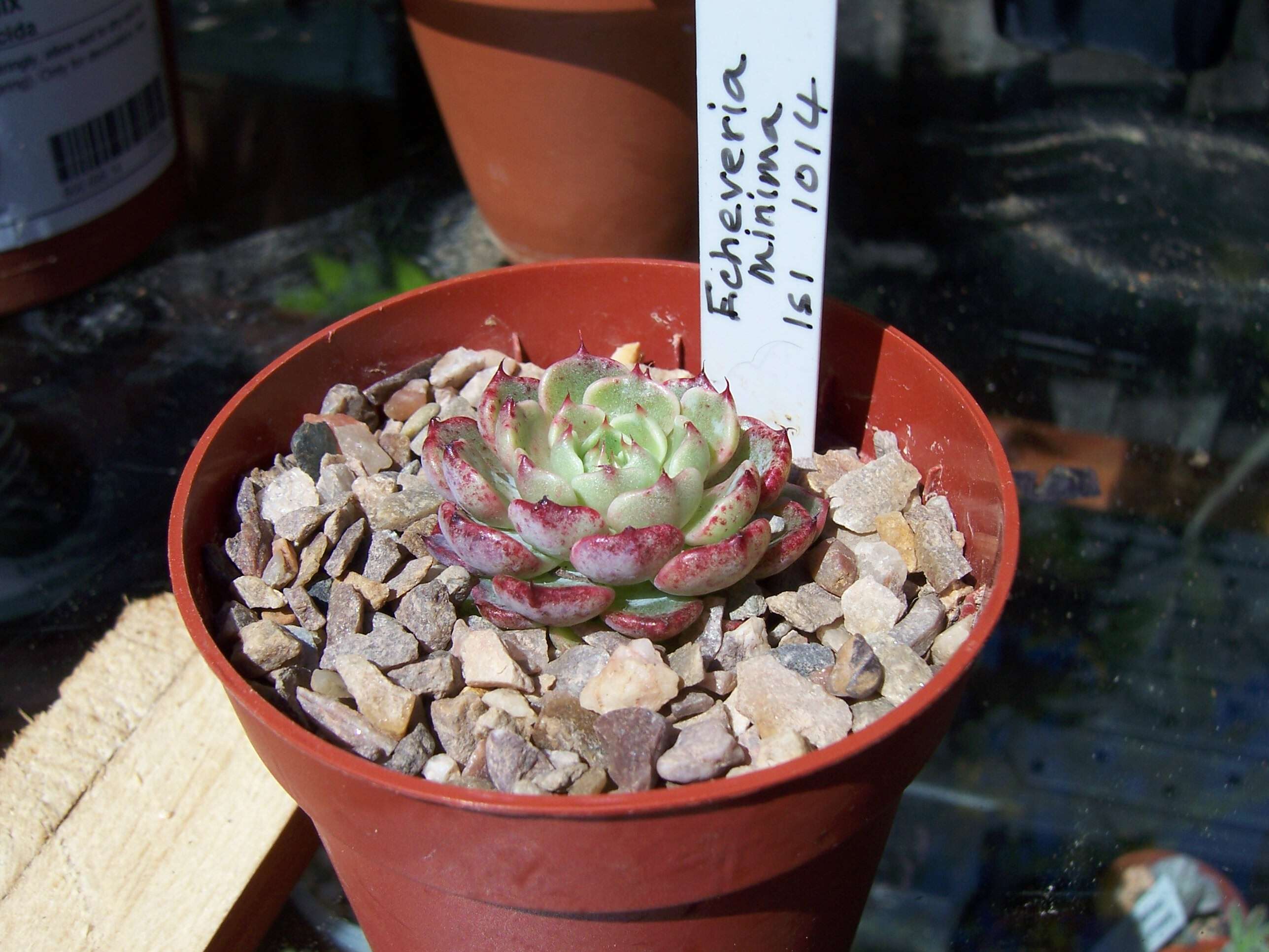 Image of Echeveria minima Meyrán