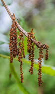 Image of netleaf oak