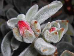 Image of Echeveria pulvinata Rose