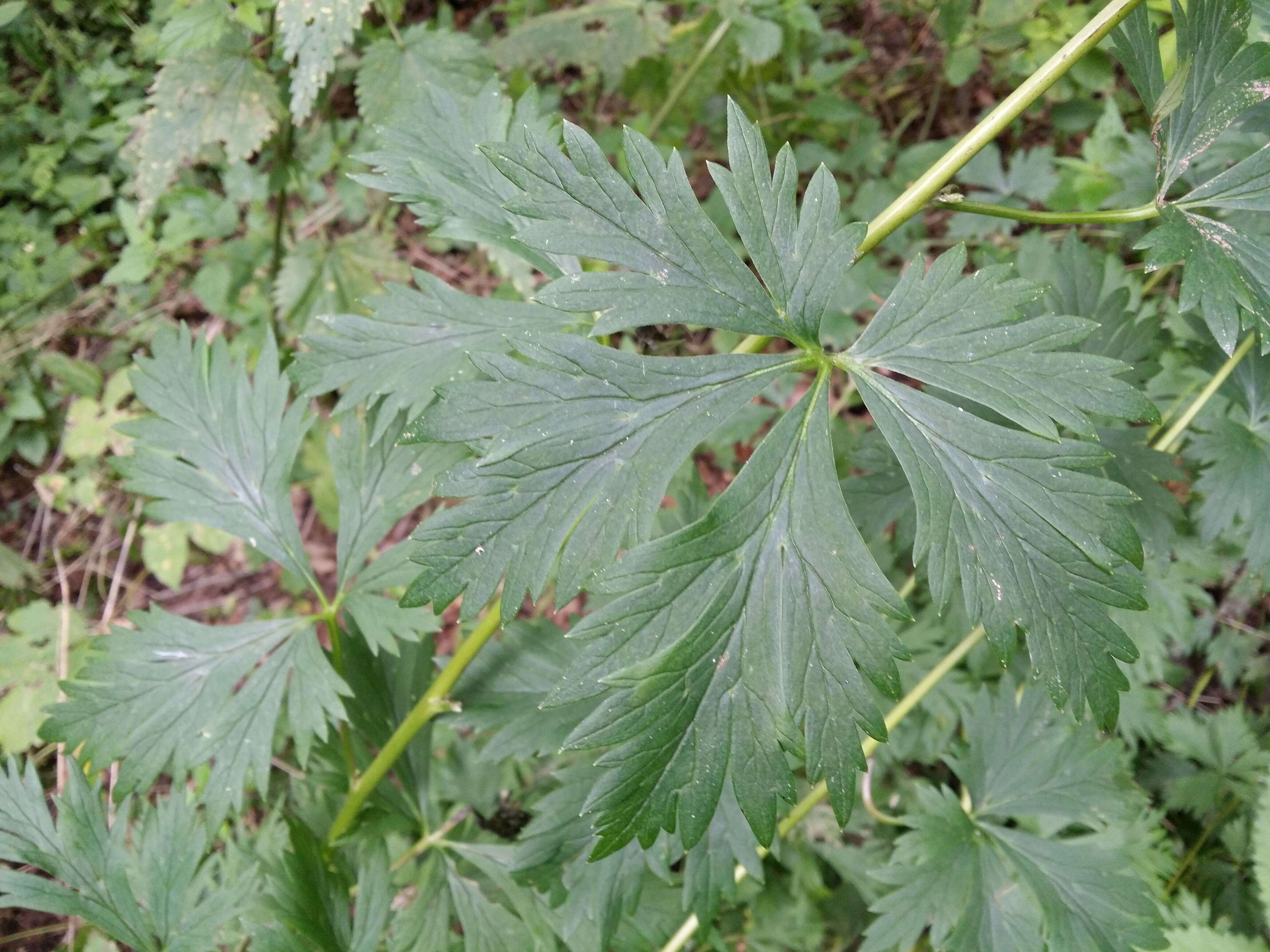 Image of Manchurian monkshood