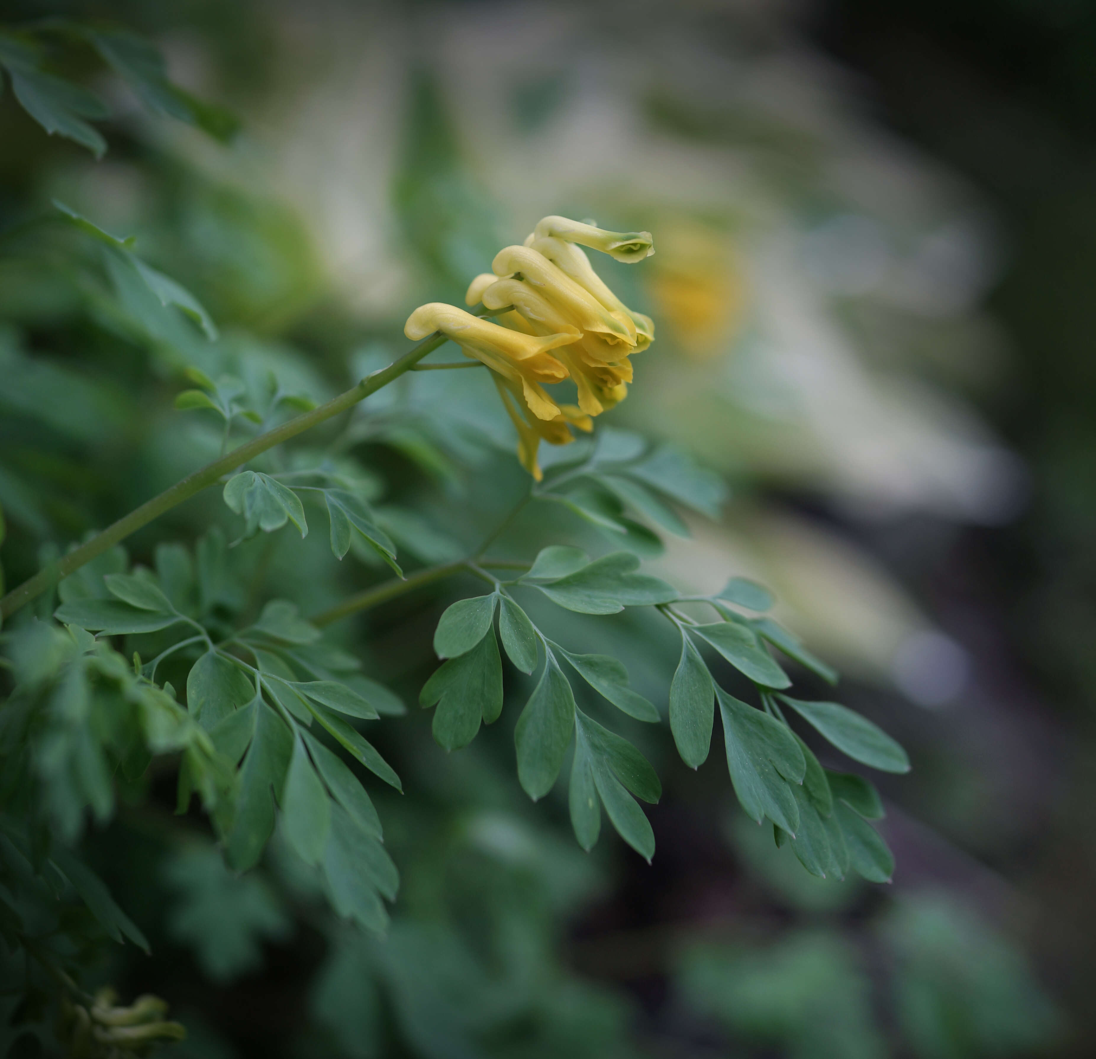 Image of yellow corydalis