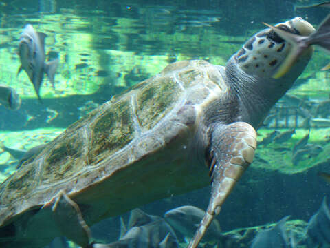 Image of Caretta