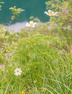 Image of alpine anemone