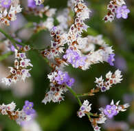 Image of Mediterranean sea lavender