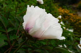 Image of Paeonia rockii (S. G. Haw & Lauener) T. Hong & J. J. Li ex D. Y. Hong