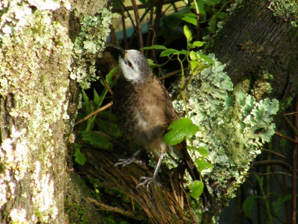 Image of White-rumped Babbler