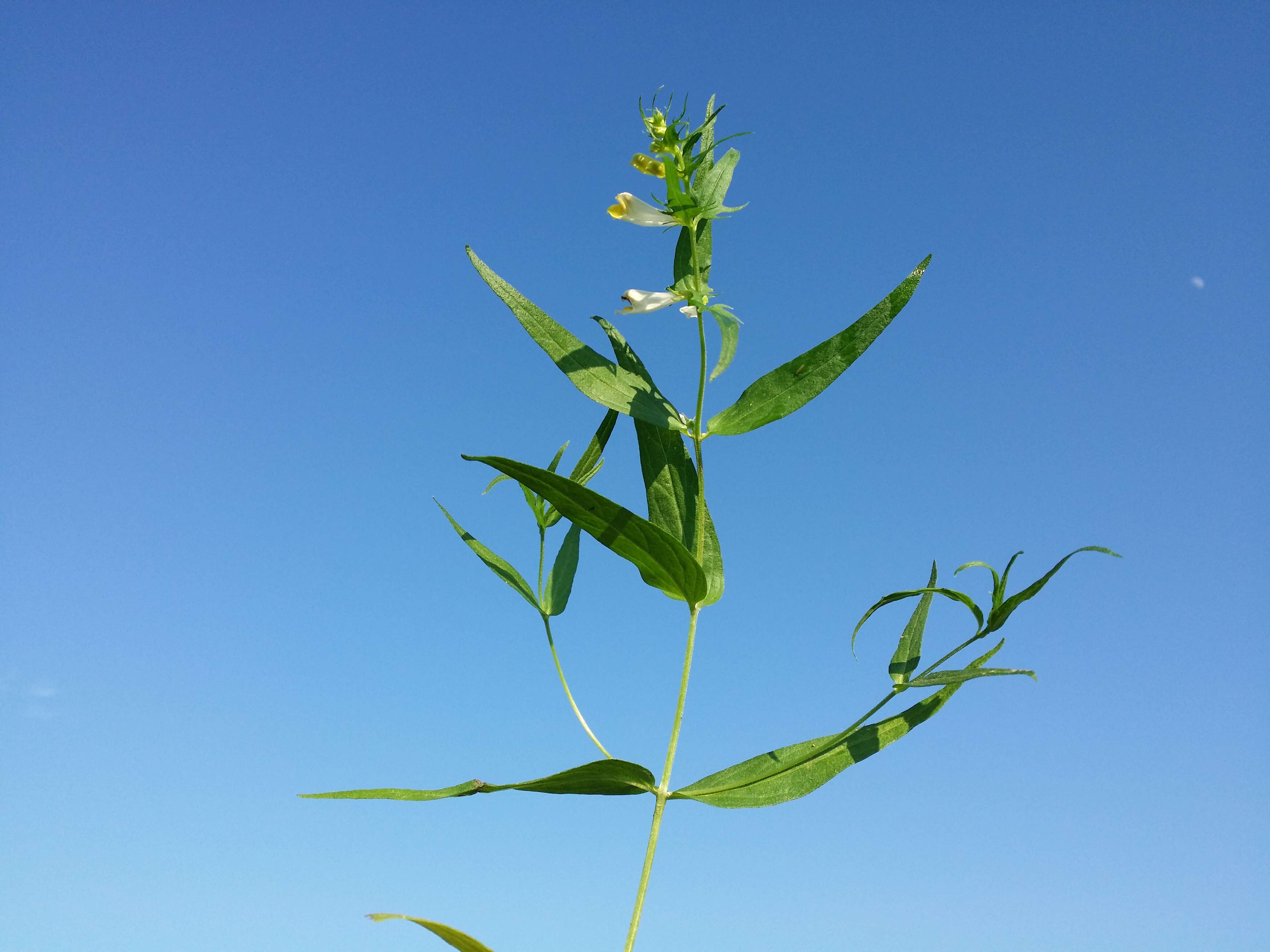 Image of common cow-wheat