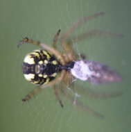 Image of Mangora acalypha (Walckenaer 1802)