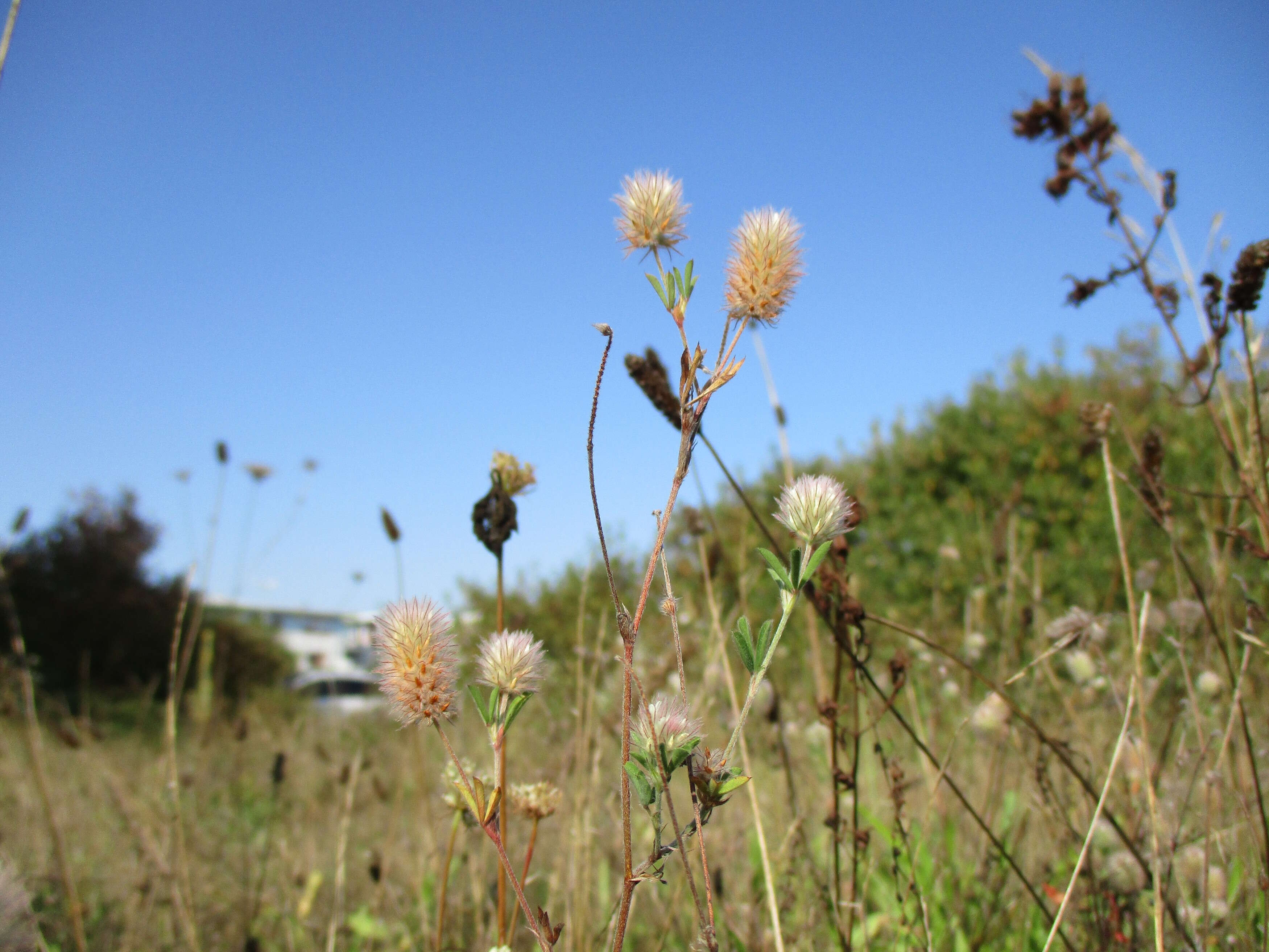 Image of Hare's-foot Clover