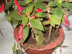 Image of Kohleria hirsuta (Kunth) Regel