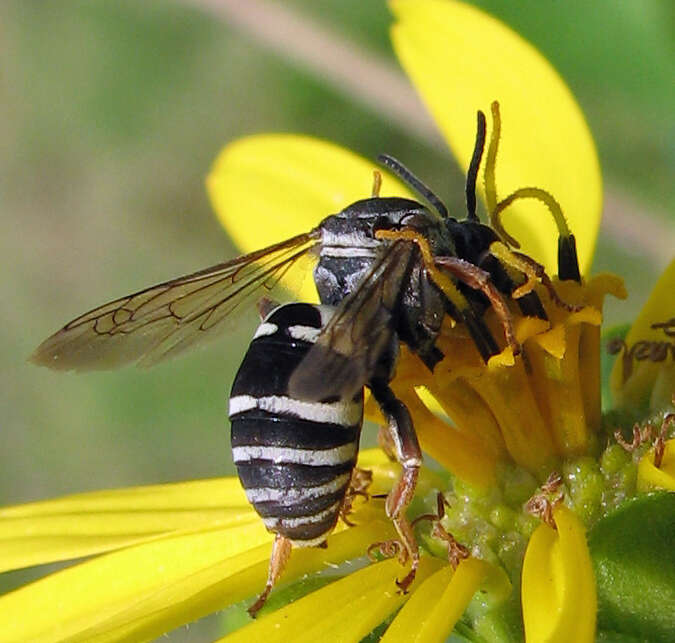 Слика од Triepeolus lunatus (Say 1824)