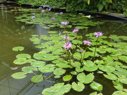 Image of Cape Blue Water-Lily