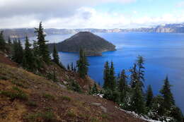 Image of Mountain Hemlock