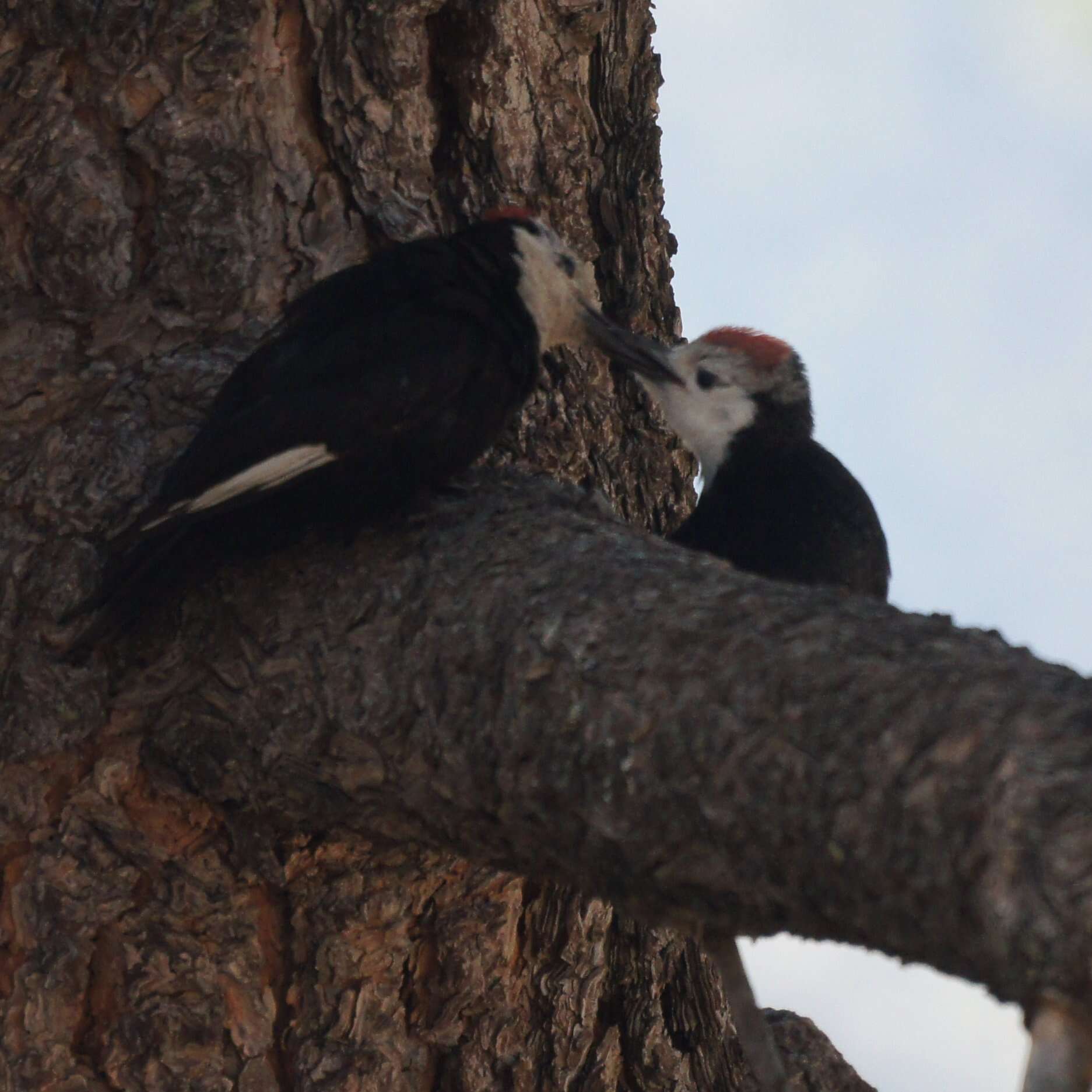 Image of White-headed Woodpecker