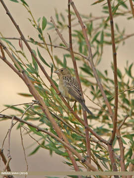 Image of Brown-headed Bunting