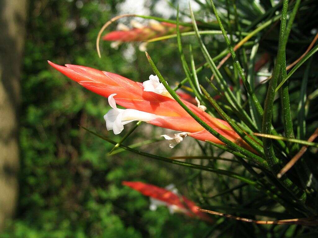 Image of Tillandsia caulescens Brongn. ex Baker