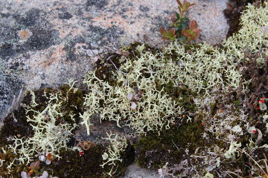 Image of Thorn cladonia