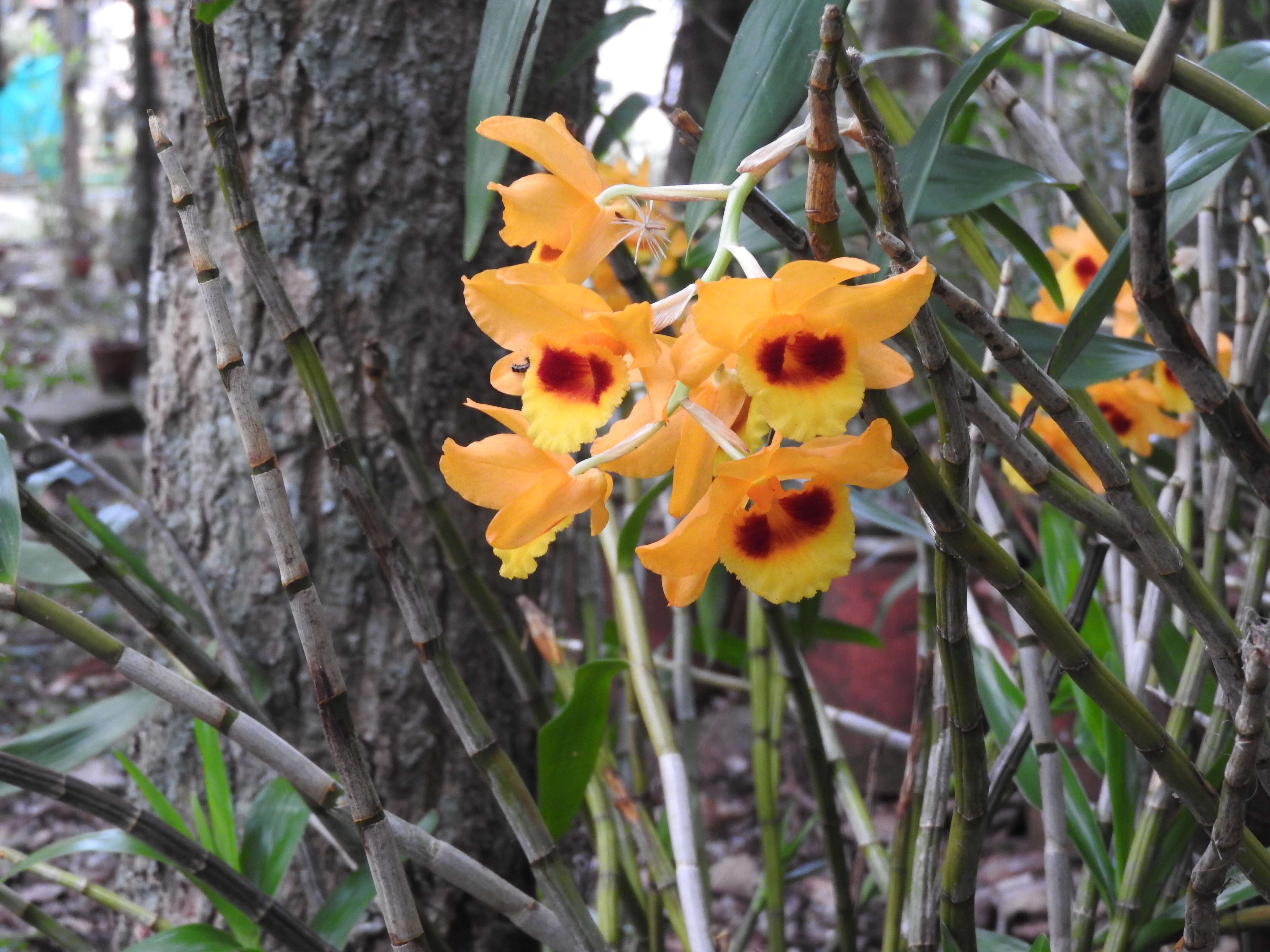 Imagem de Dendrobium gibsonii Paxton