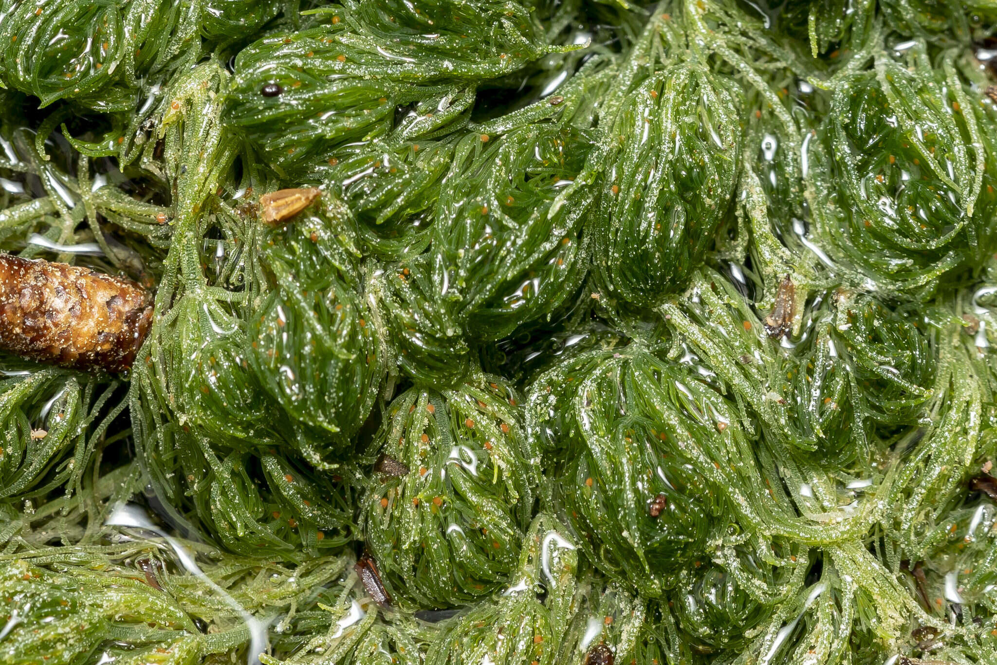 Image of Common Stonewort