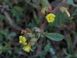 Image de Waltheria indica L.