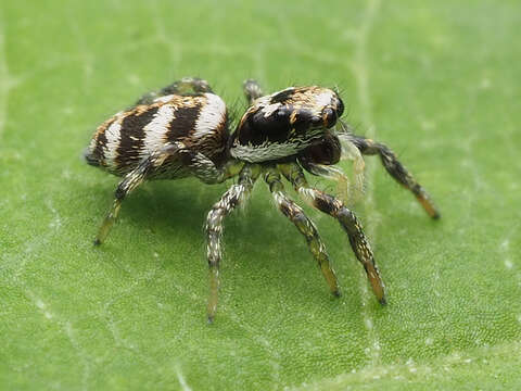 Image of Zebra spider