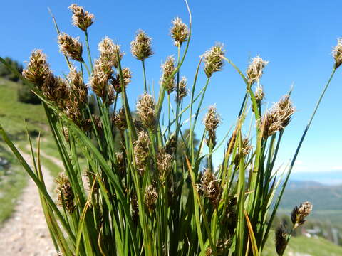 Image of clustered field sedge