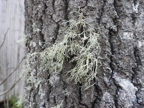 Image of farinose cartilage lichen