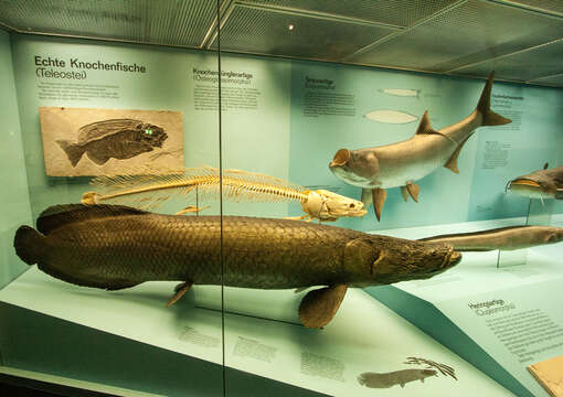 Image of Arapaima