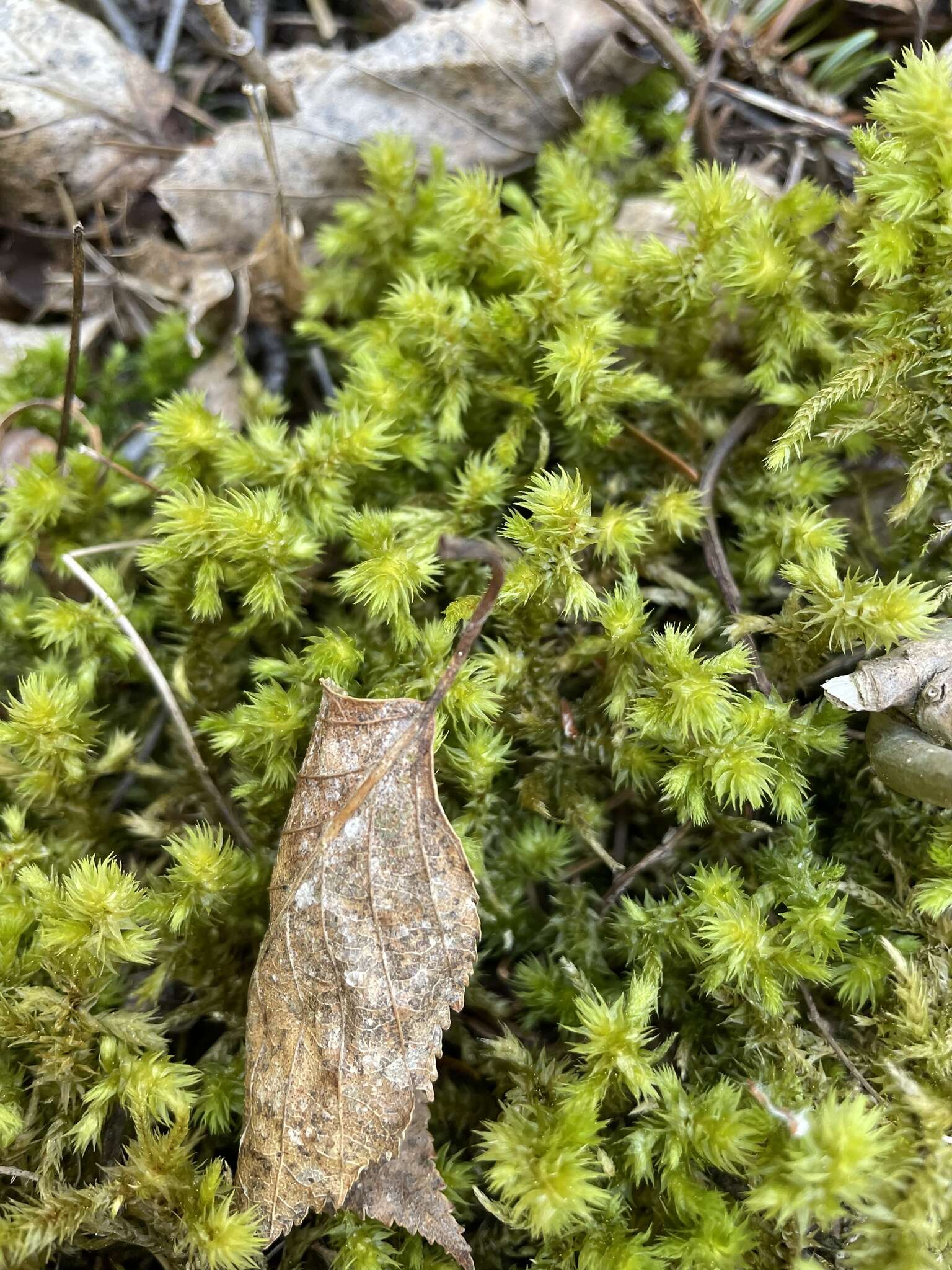 Sivun Metsäliekosammal kuva