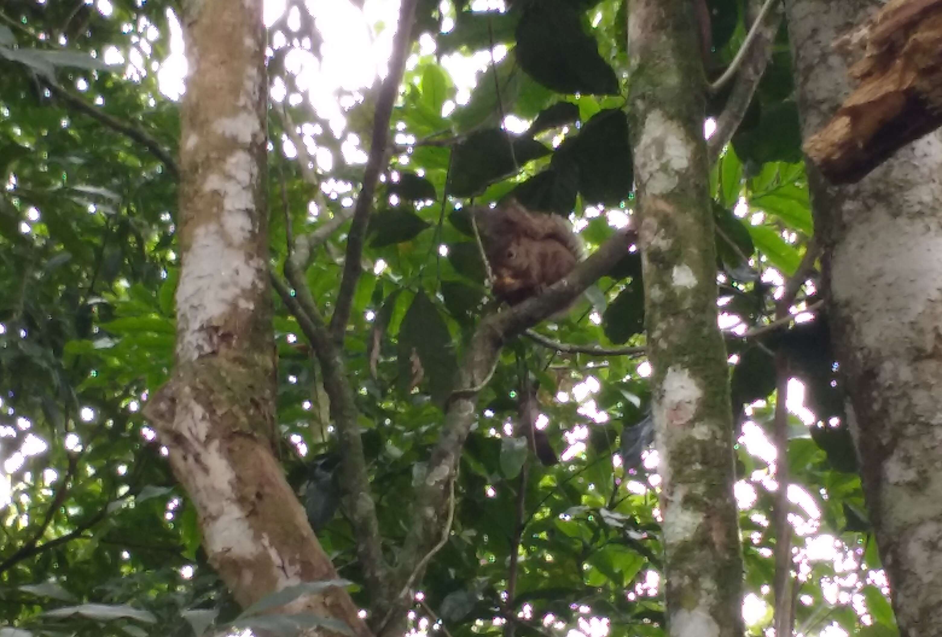 Image of Guianan Squirrel