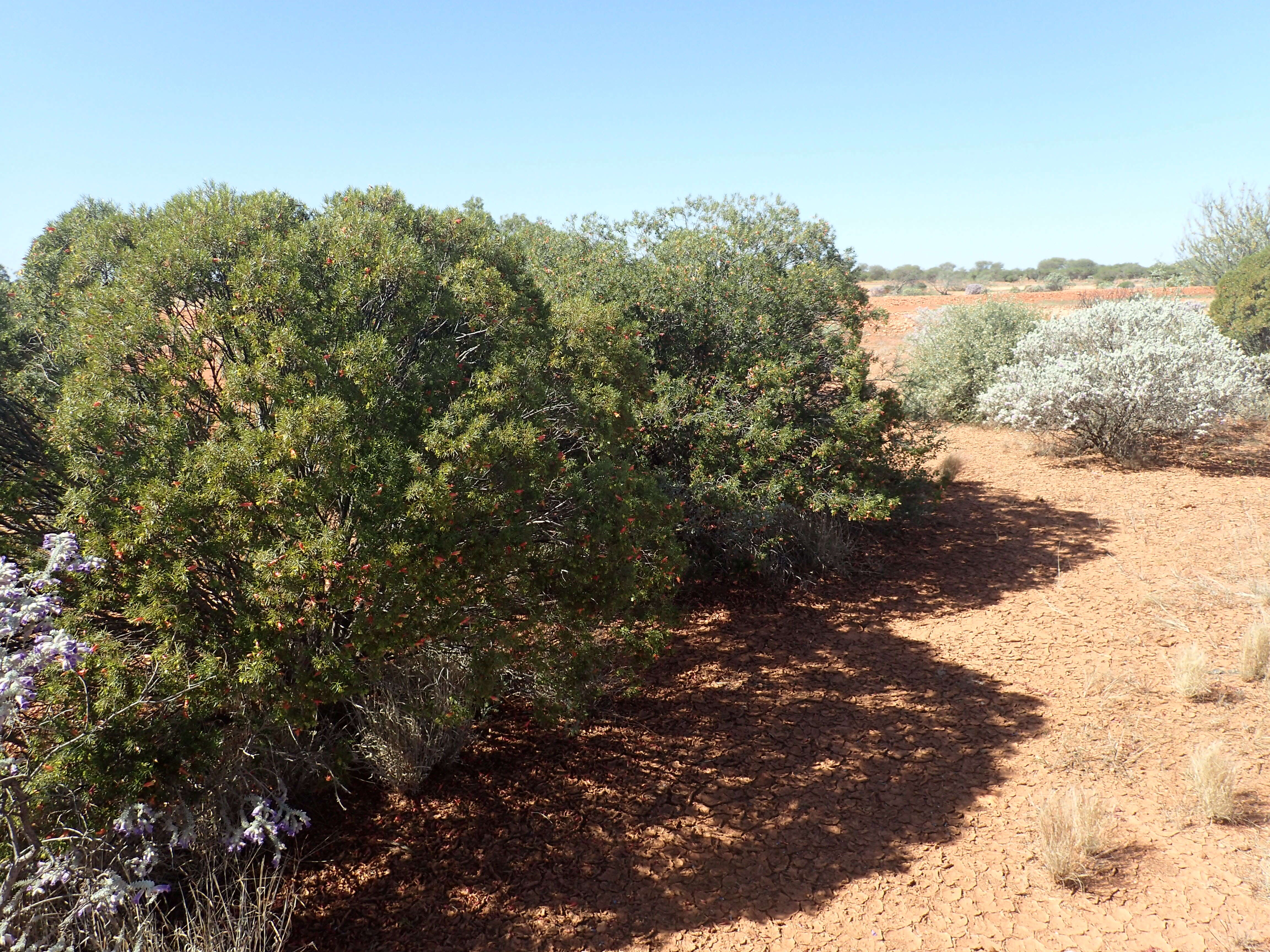 Слика од Eremophila linearis R. J. Chinnock